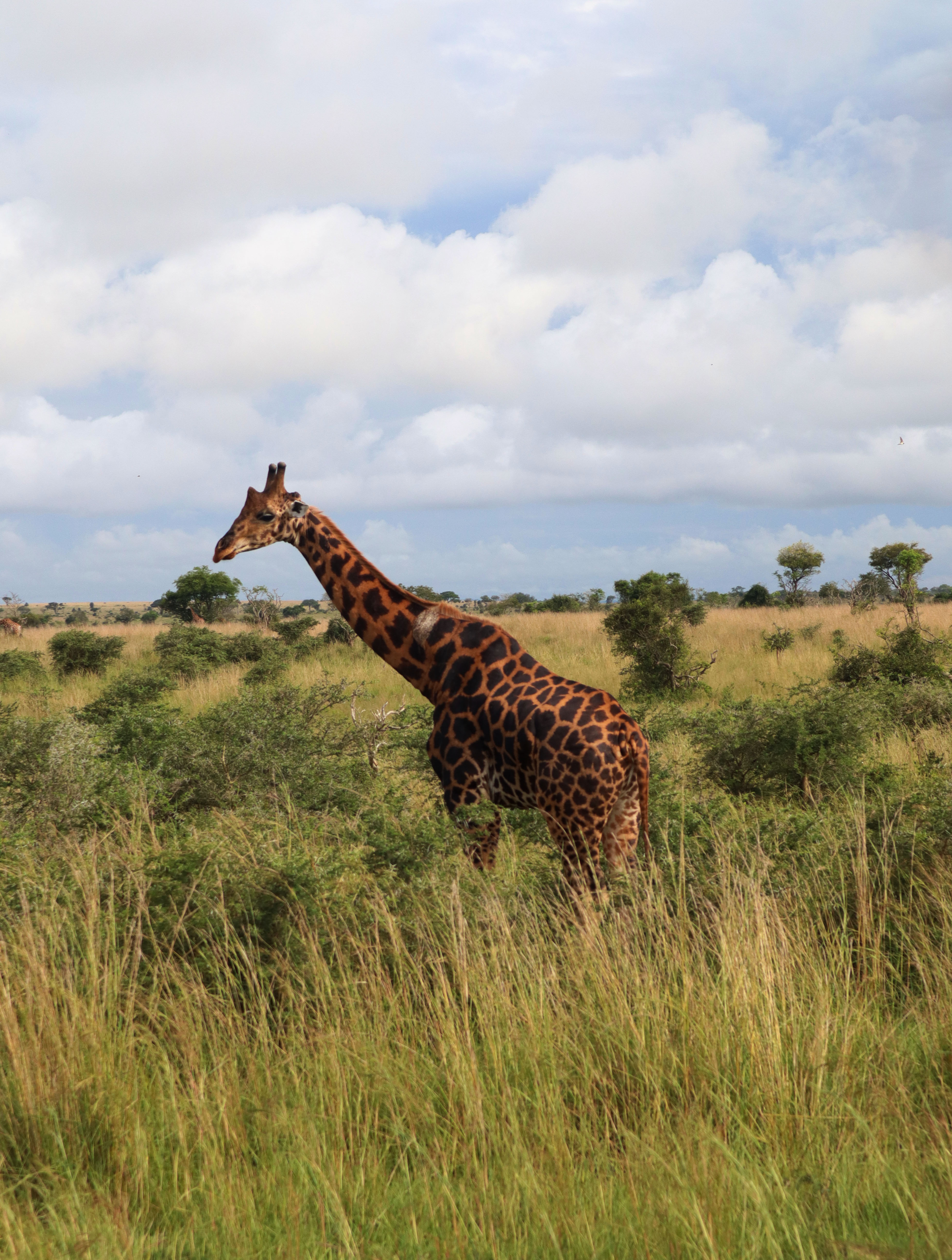Experience an African Safari